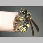 Ancistrocerus nigricornis - Lehmwespe 14.jpg